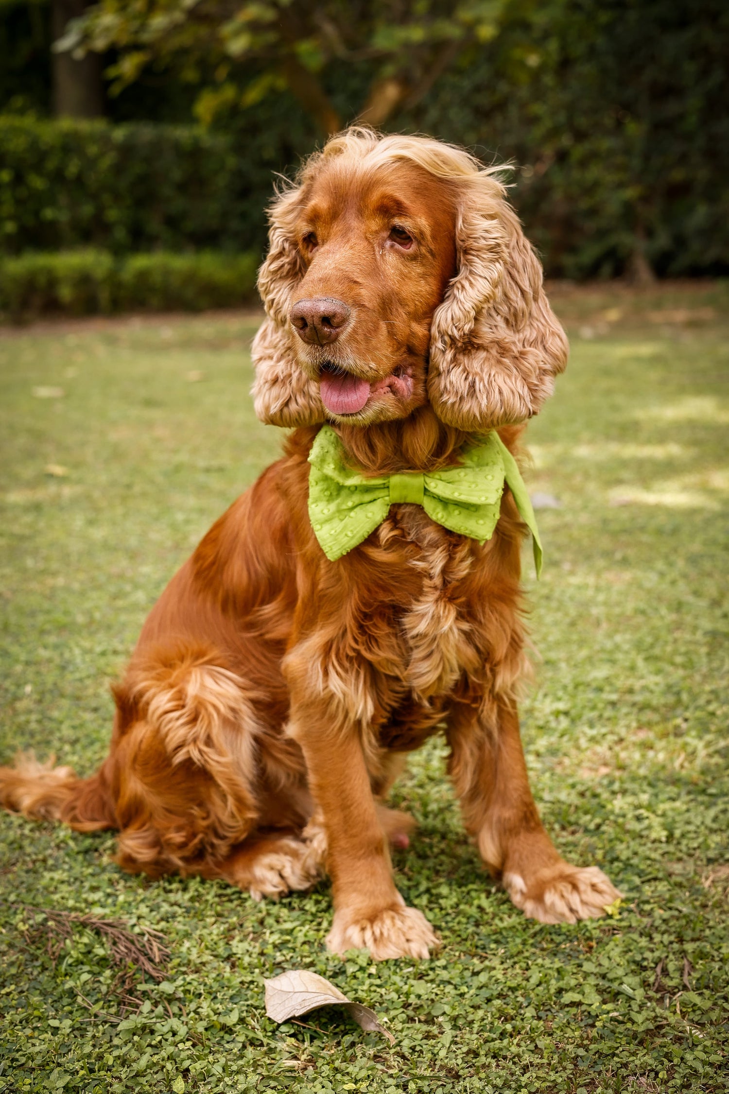 Brown dog wearing a green bow tie sitting on grass